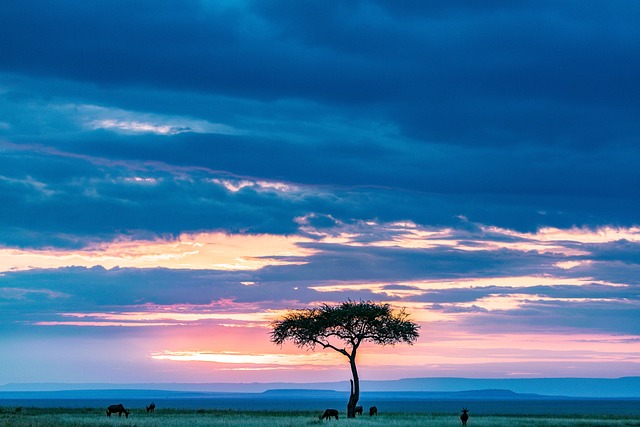 Maasai mara 7446939 640