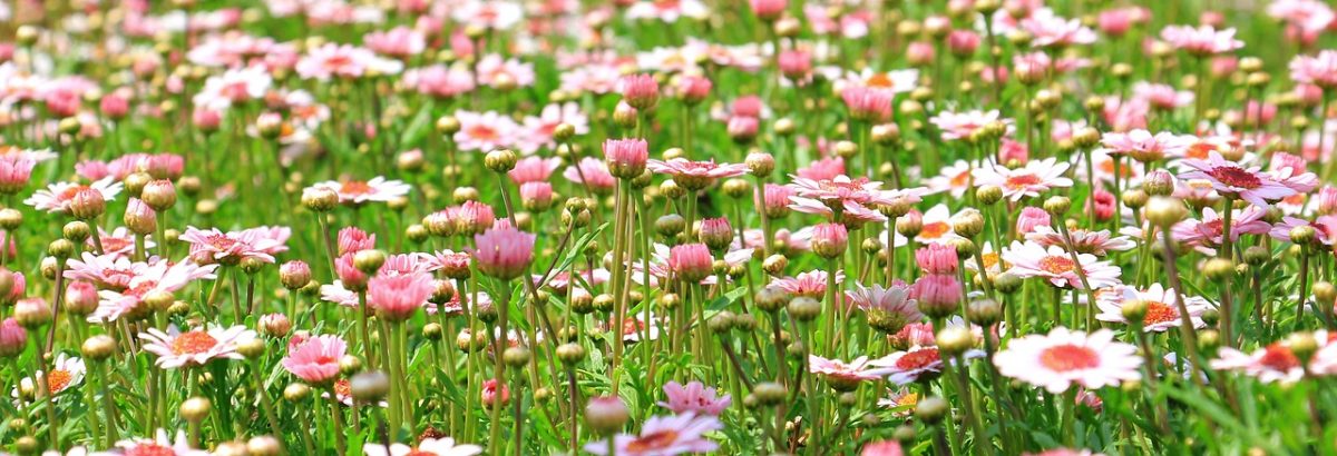 Marguerite g0b3ce74ad 1280