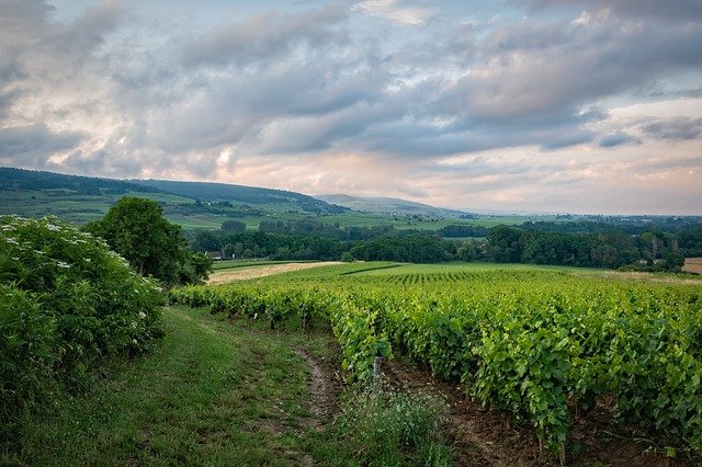 Vineyard g14872bcb5 640