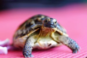 Turtle g727c34c4d 640