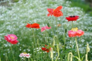 Poppy 5296176 640
