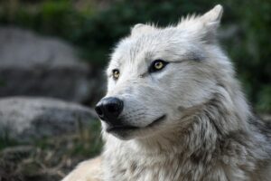 Wolf 2826741 640