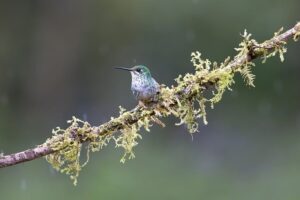 Hummingbird 9111853 640