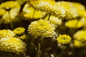 Chrysanthemum 7707028 640
