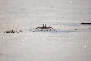 Crab 9179589 640